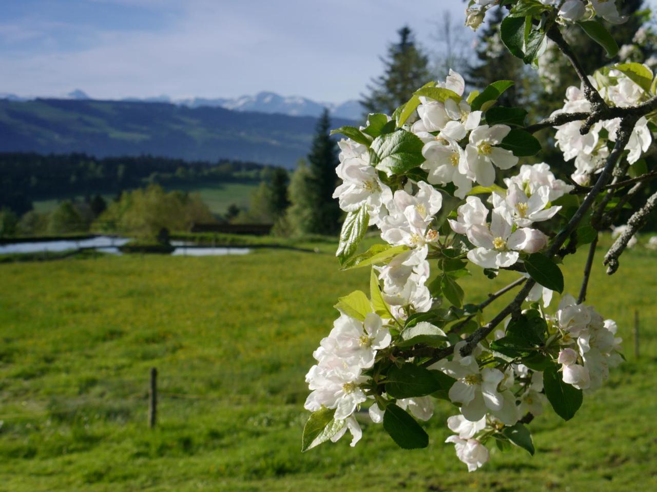 Hotel Alpenrose Gut Schlafen & Fruehstuecken Scheidegg Exteriör bild